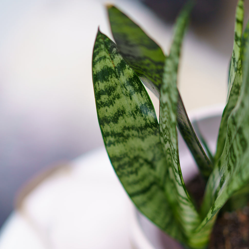 Air Purifying Plants