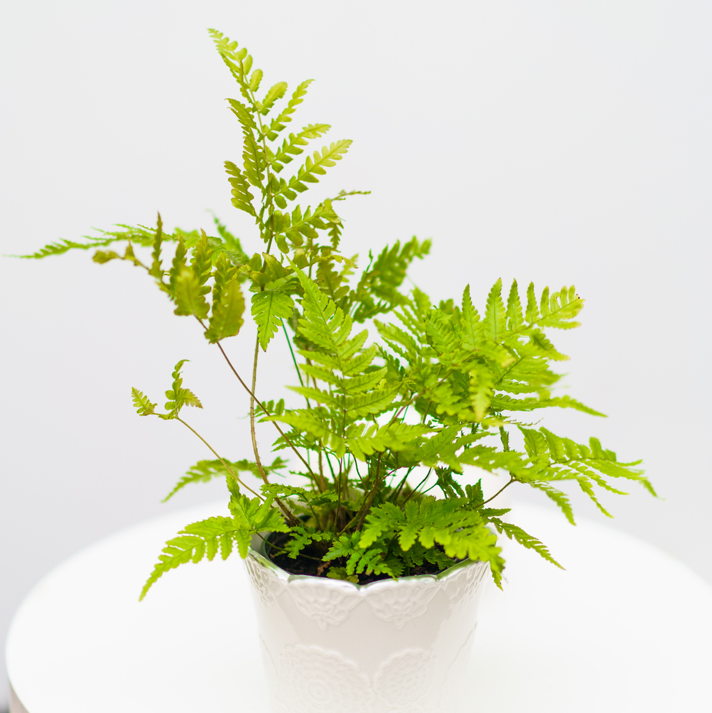 Pet Friendly Plants