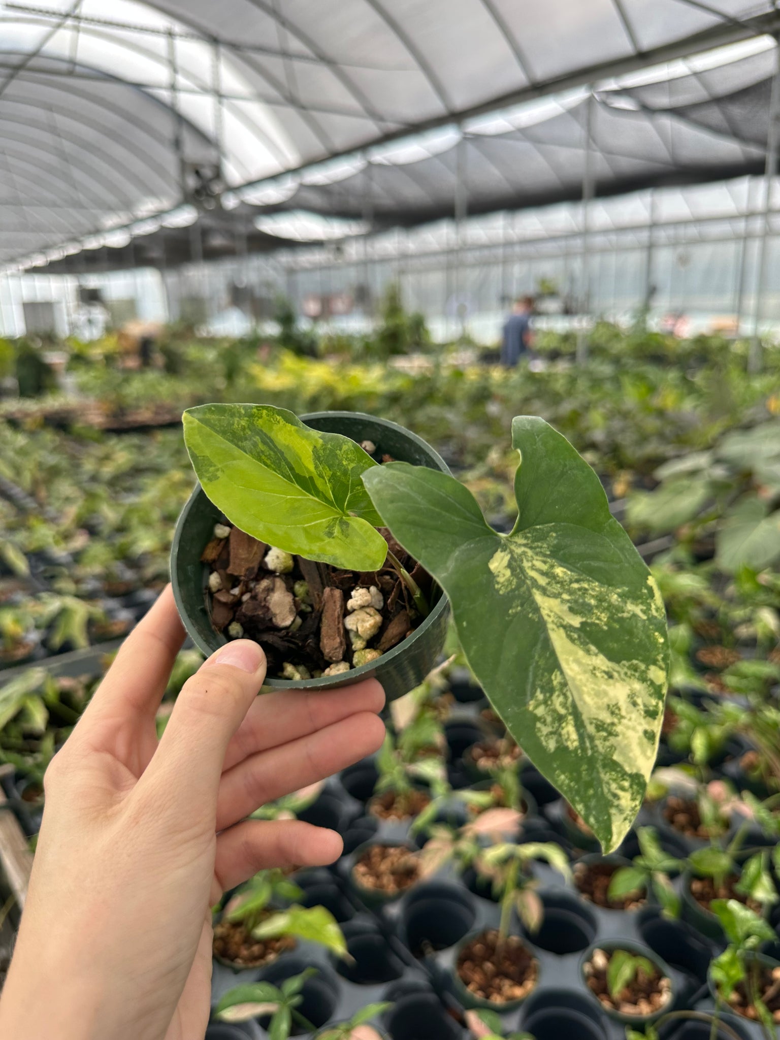 Syngonium aurea - 2 leaves guaranteed