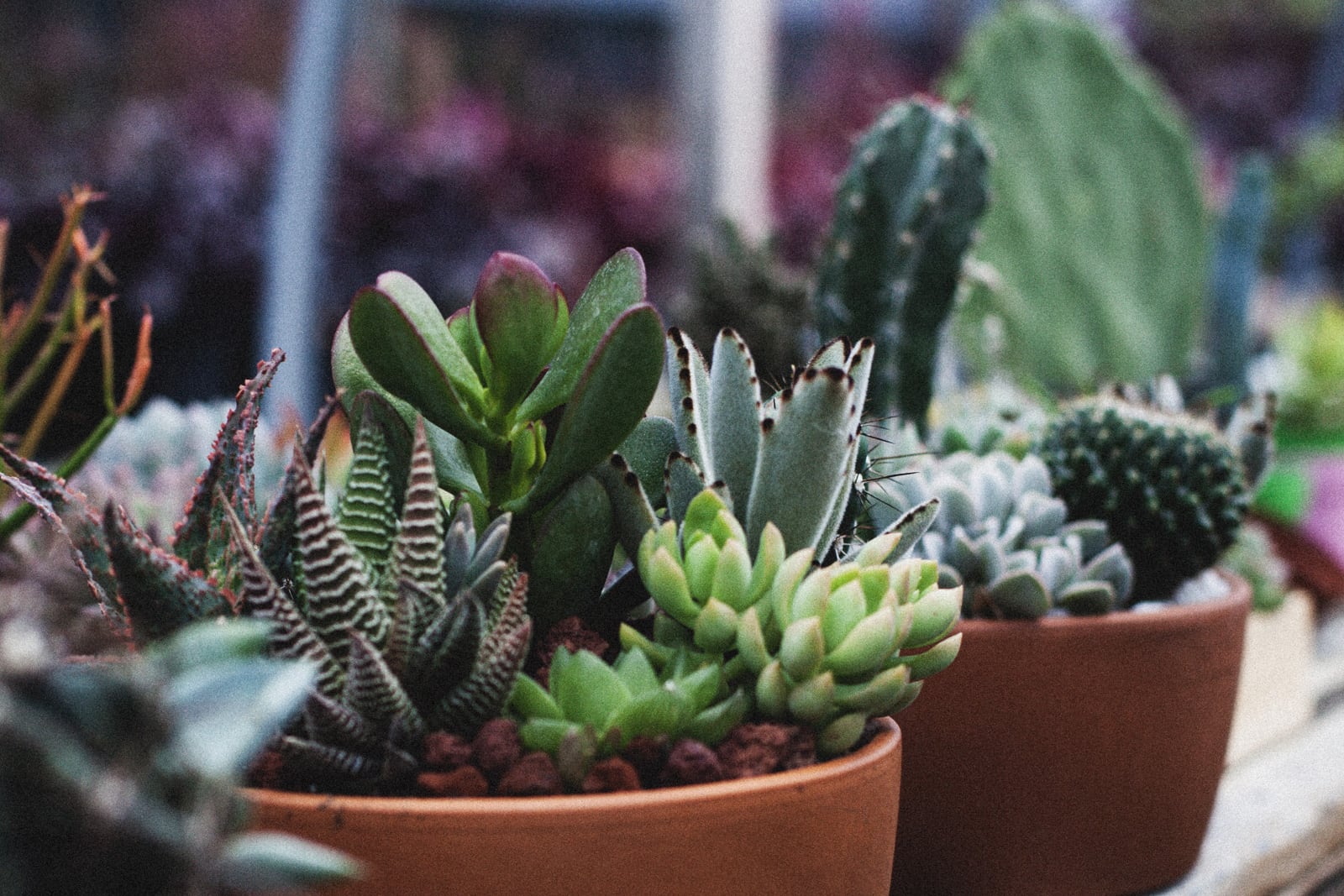 The House Plant Co.